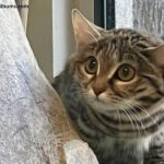 Utah Hogle Zoo Black Footed Cat